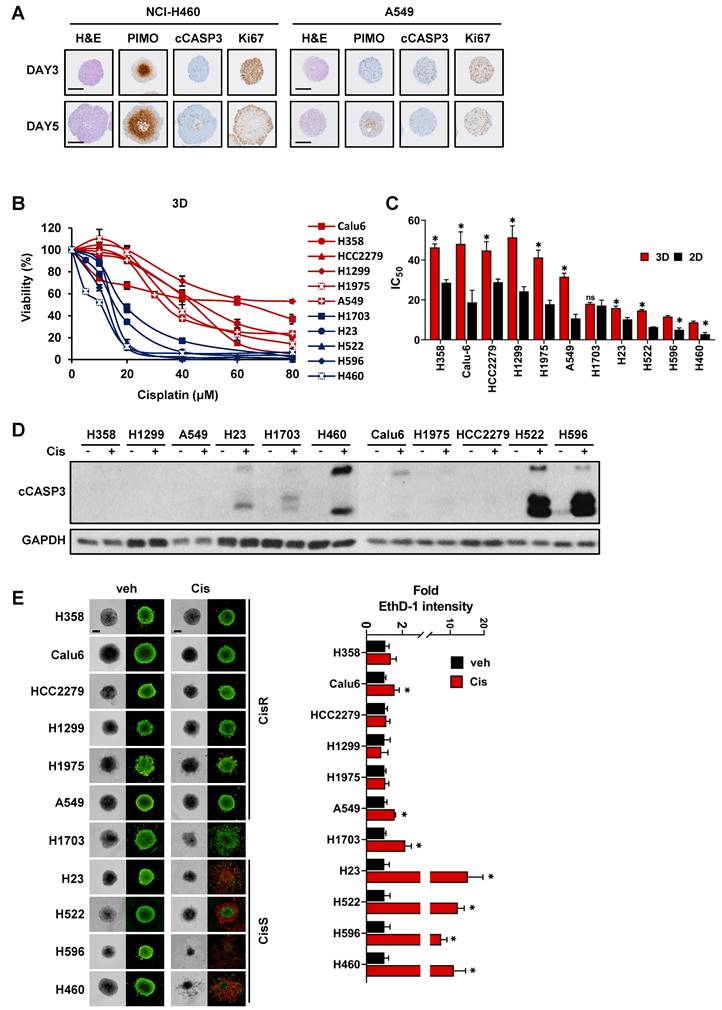 Int J Biol Sci Image