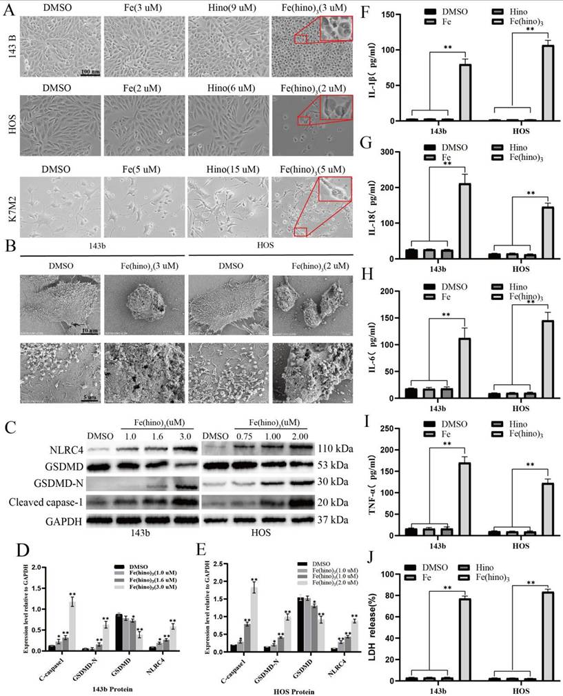 Int J Biol Sci Image