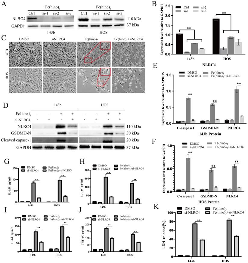 Int J Biol Sci Image