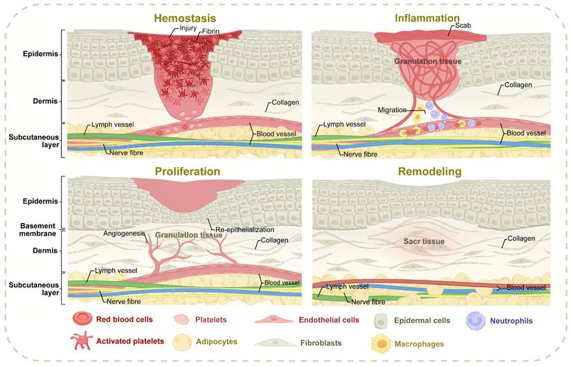 Int J Biol Sci Image