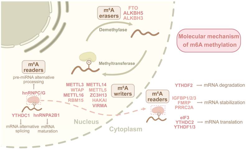 Int J Biol Sci Image