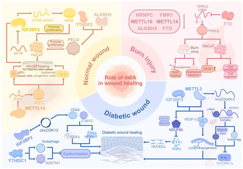 Int J Biol Sci Image