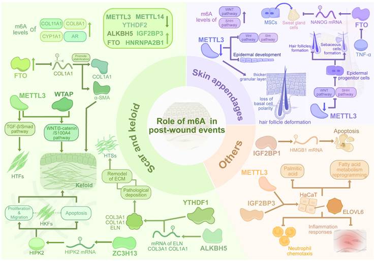 Int J Biol Sci Image