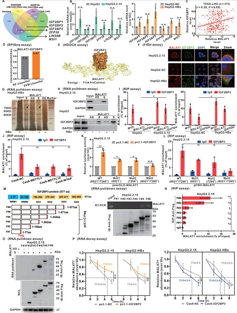 Int J Biol Sci Image