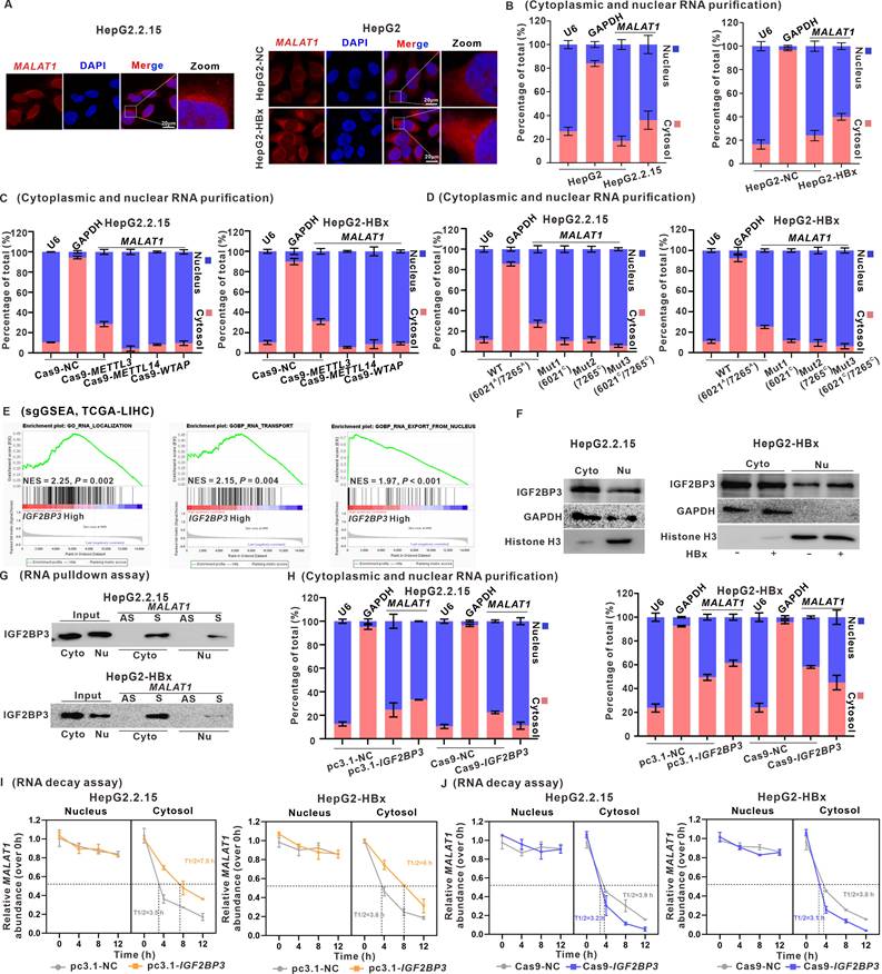 Int J Biol Sci Image