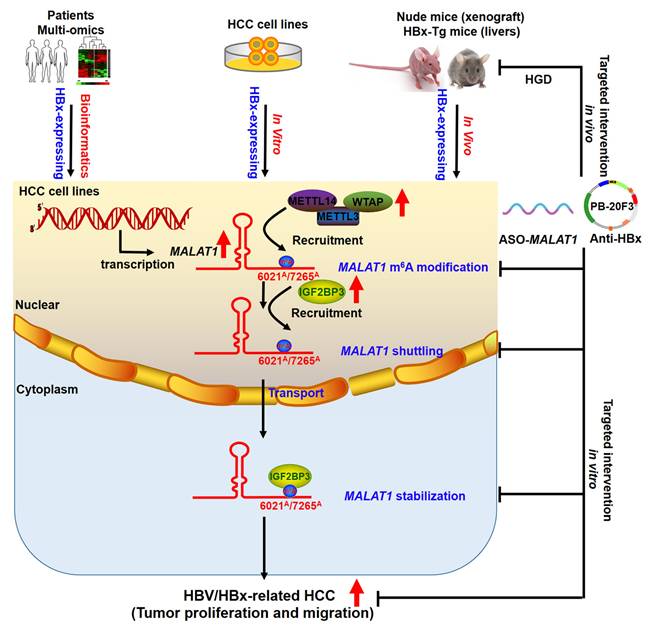 Int J Biol Sci Image