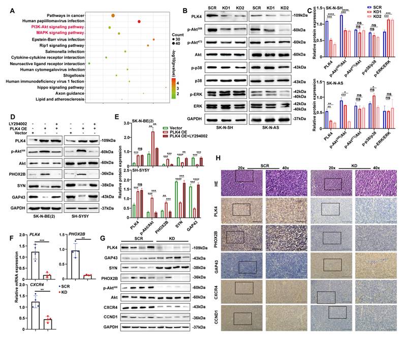 Int J Biol Sci Image