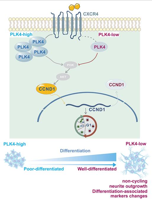 Int J Biol Sci Image