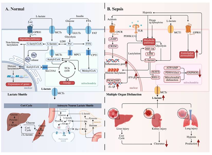 Int J Biol Sci Image