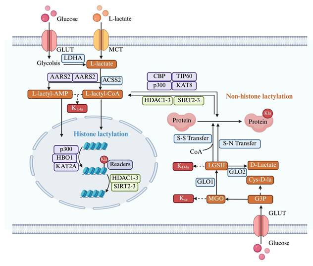 Int J Biol Sci Image