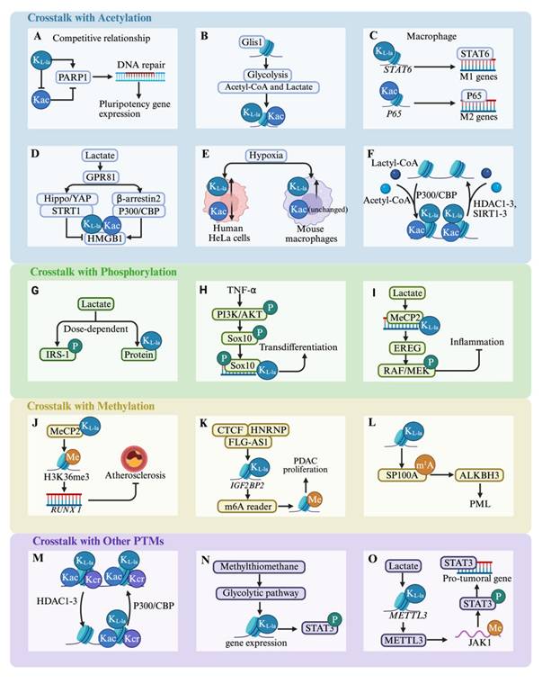 Int J Biol Sci Image