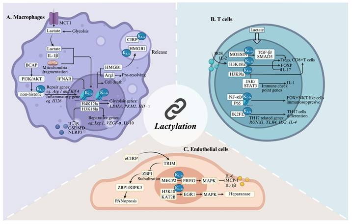 Int J Biol Sci Image