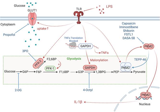 Int J Biol Sci Image