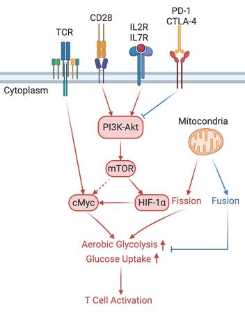 Int J Biol Sci Image