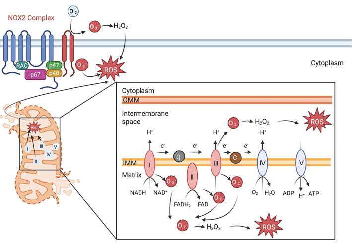 Int J Biol Sci Image