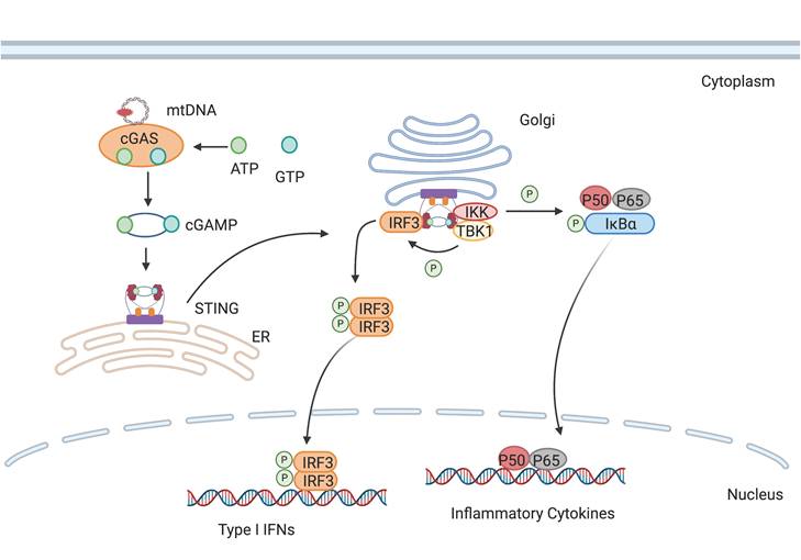 Int J Biol Sci Image