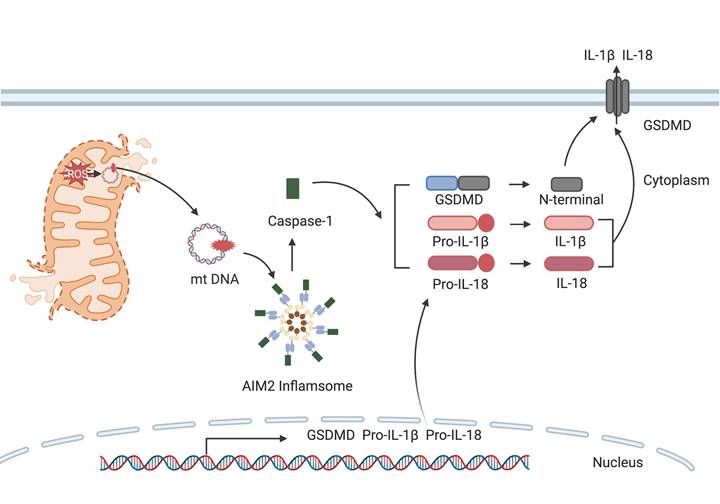 Int J Biol Sci Image