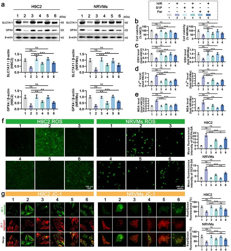 Int J Biol Sci Image