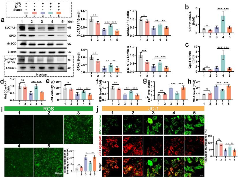 Int J Biol Sci Image