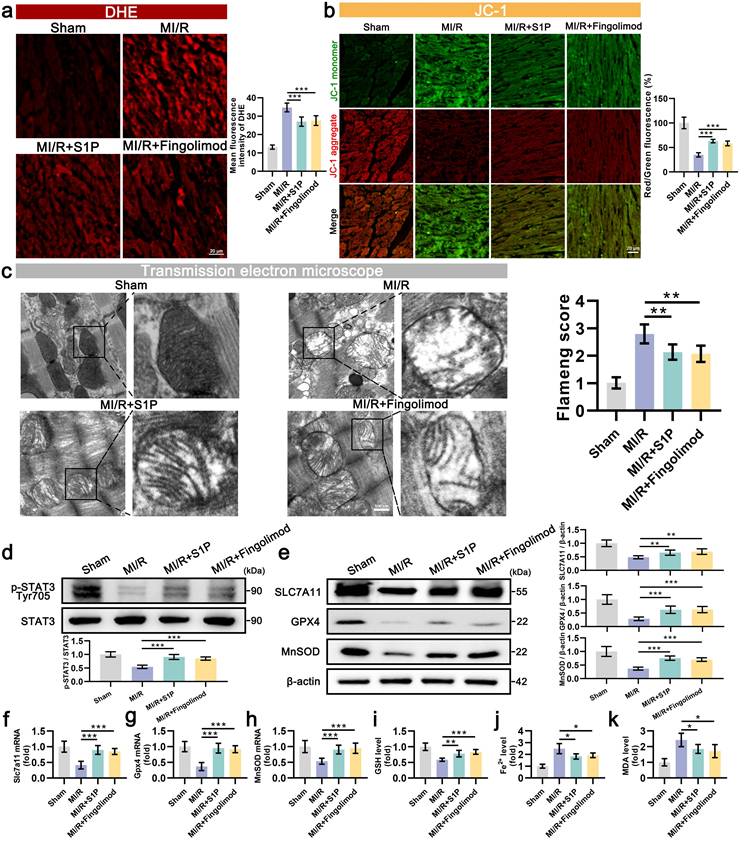 Int J Biol Sci Image