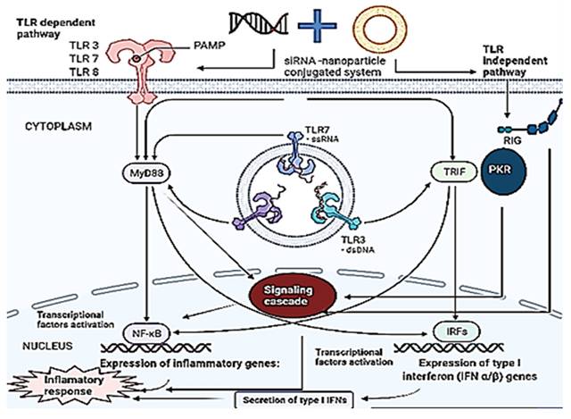 Int J Biol Sci Image