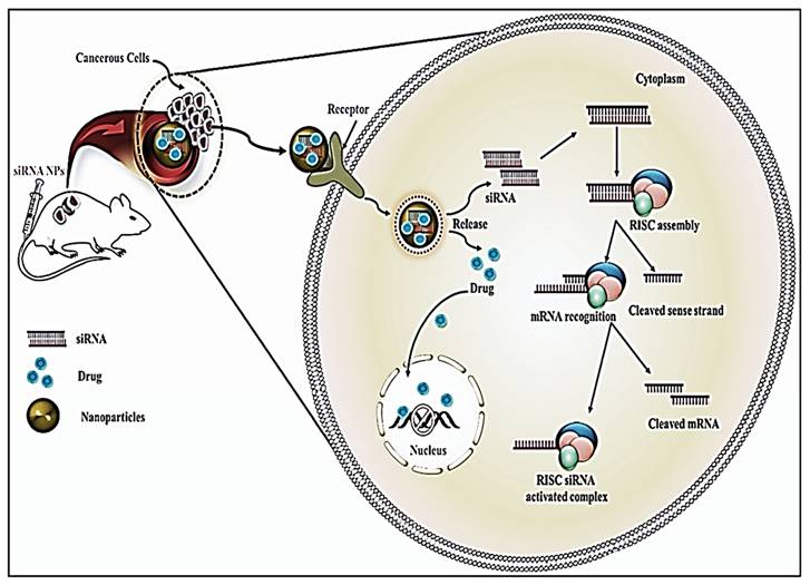 Int J Biol Sci Image