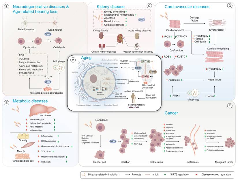 Int J Biol Sci Image
