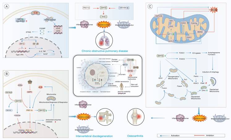 Int J Biol Sci Image