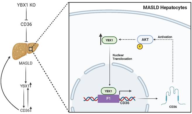 Int J Biol Sci Image
