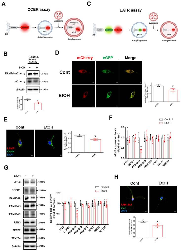 Int J Biol Sci Image