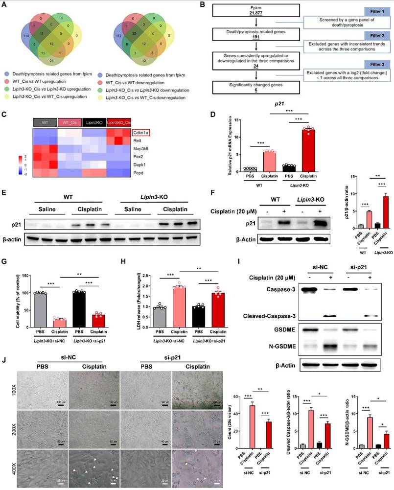 Int J Biol Sci Image