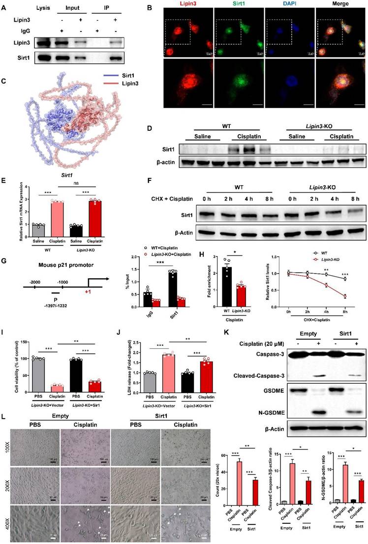 Int J Biol Sci Image