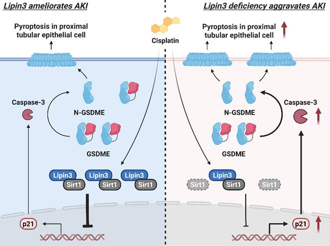 Int J Biol Sci Image