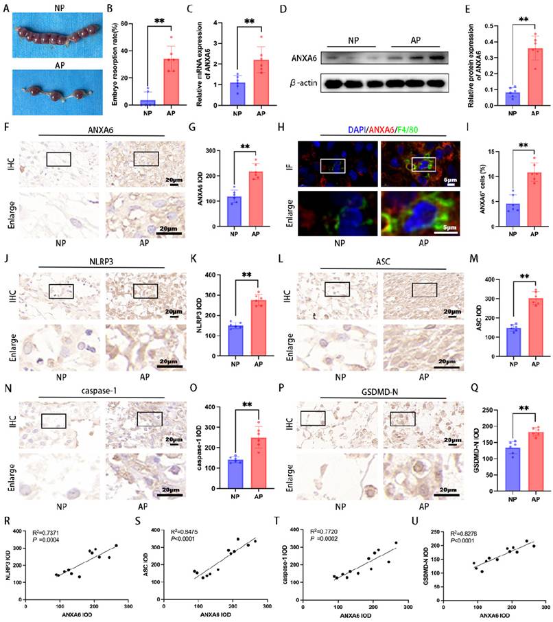 Int J Biol Sci Image