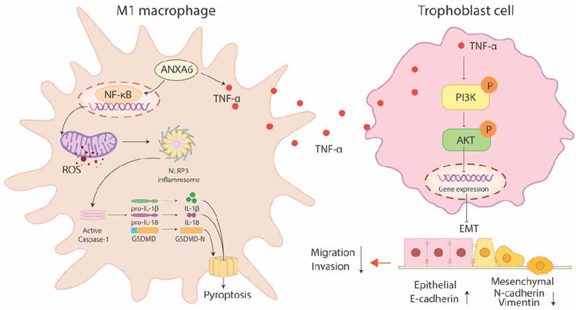 Int J Biol Sci Image