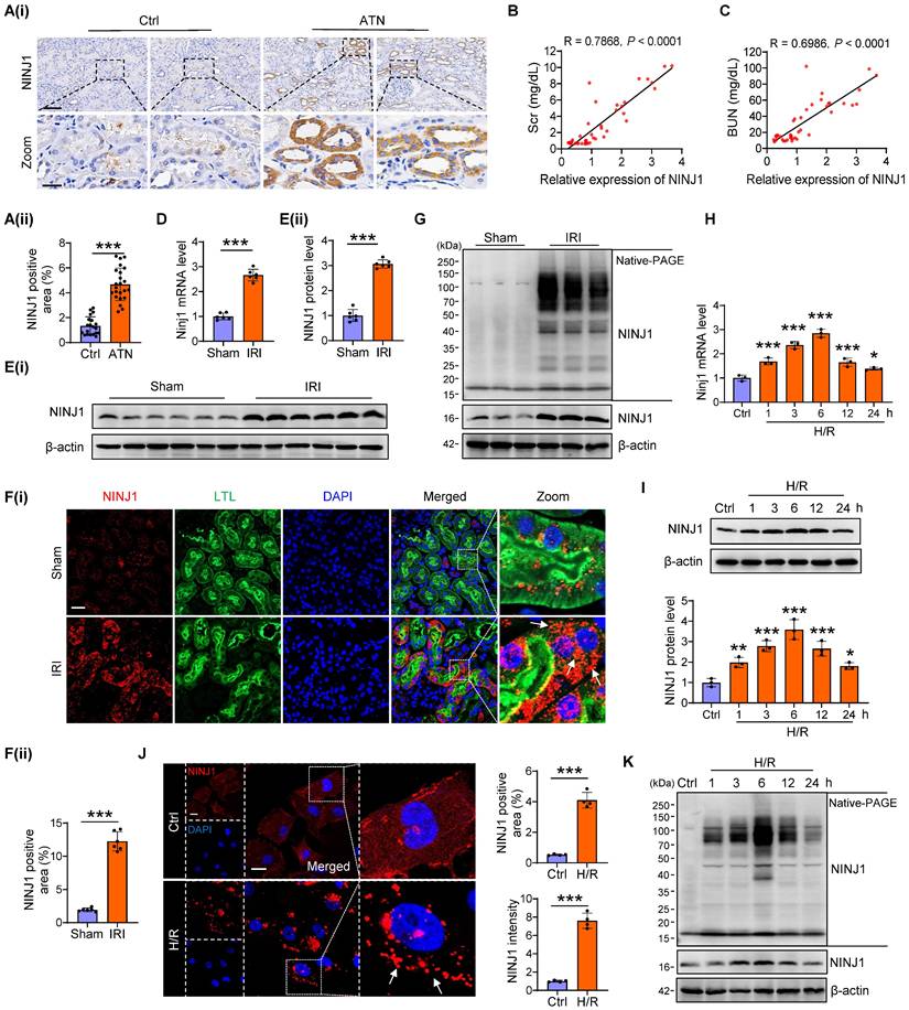 Int J Biol Sci Image