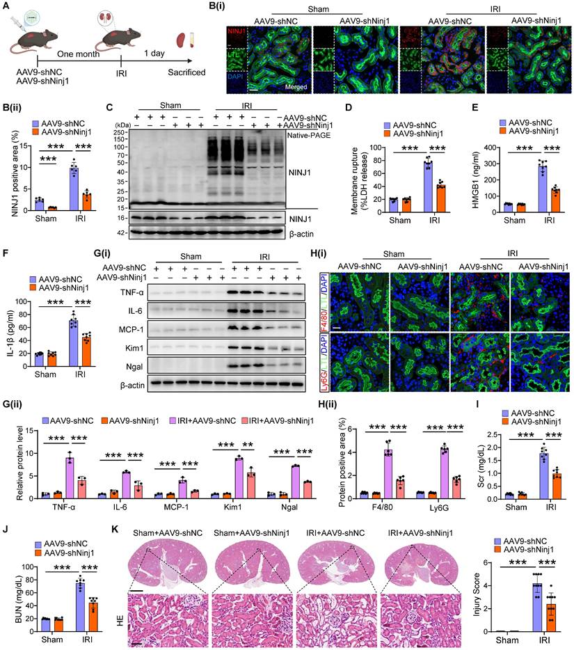 Int J Biol Sci Image
