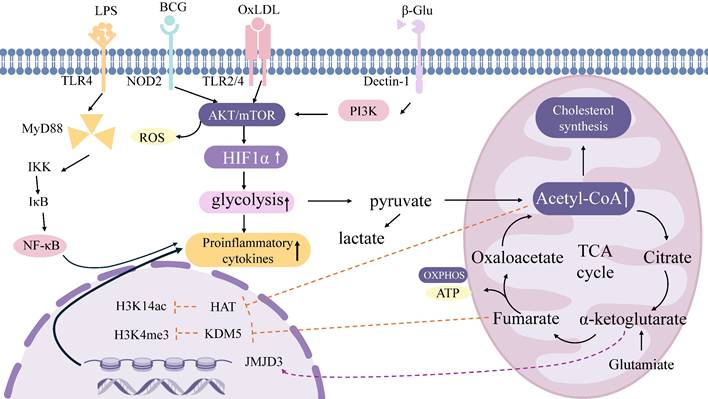Int J Biol Sci Image