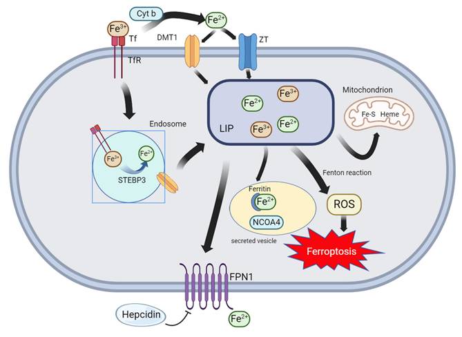 Int J Biol Sci Image