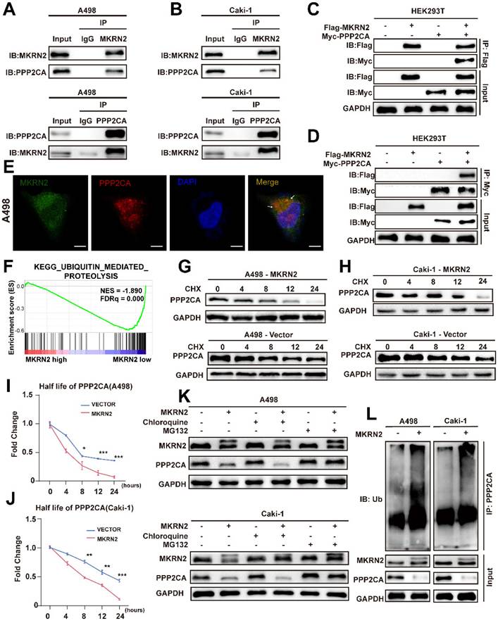 Int J Biol Sci Image