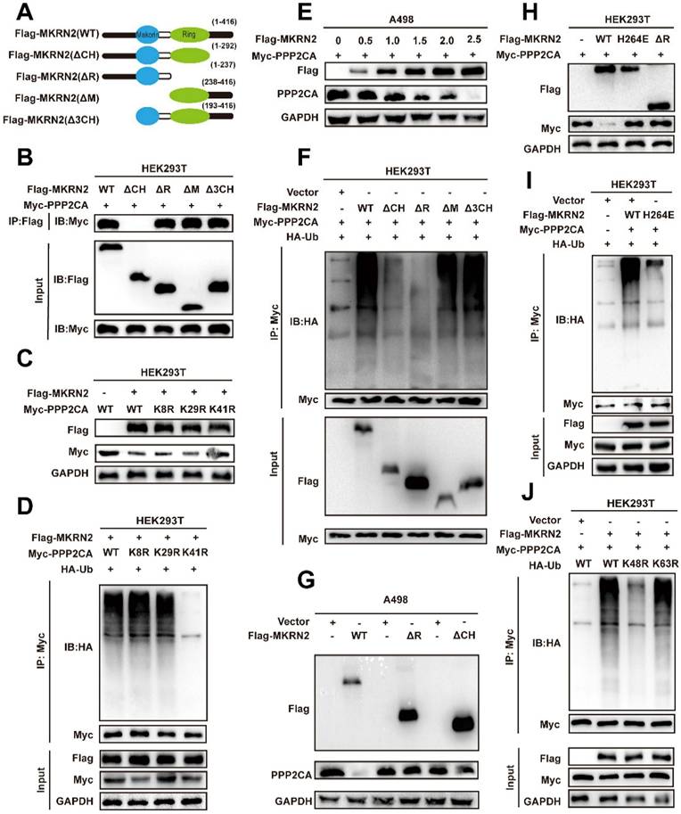 Int J Biol Sci Image