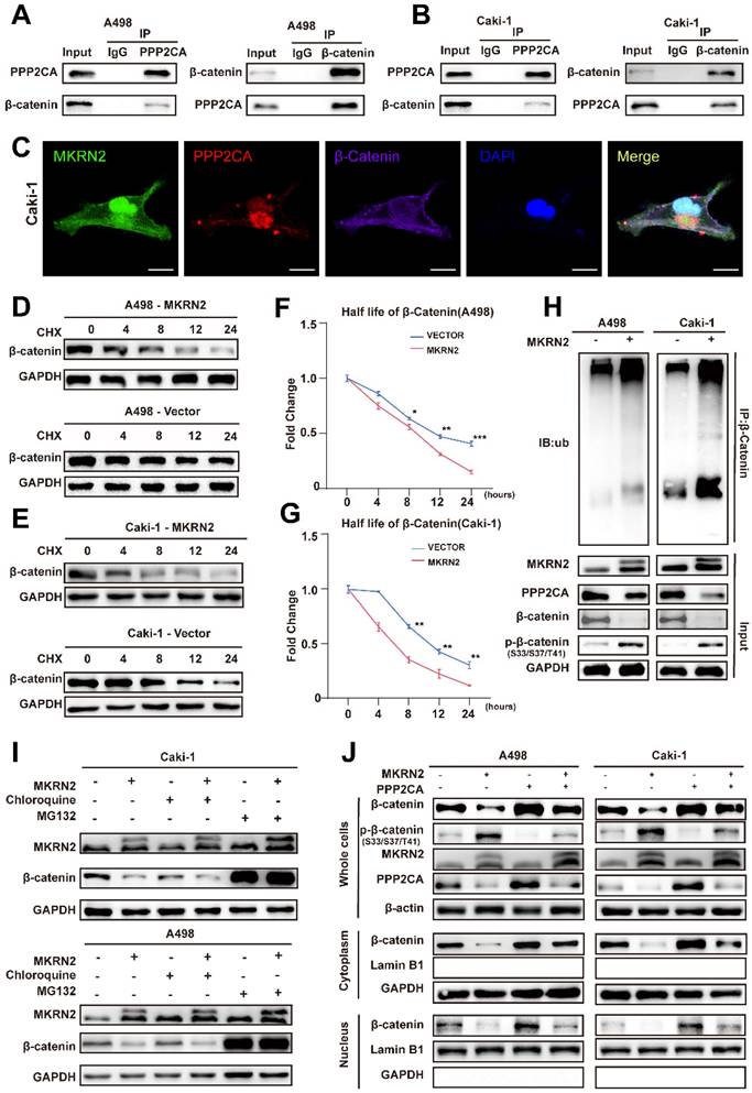 Int J Biol Sci Image