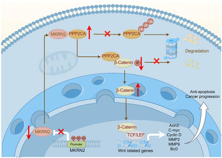 Int J Biol Sci Image