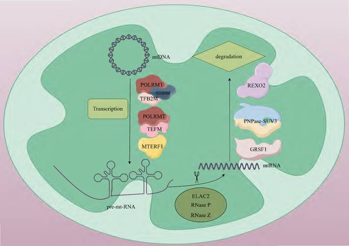 Int J Biol Sci Image