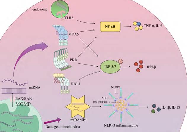 Int J Biol Sci Image