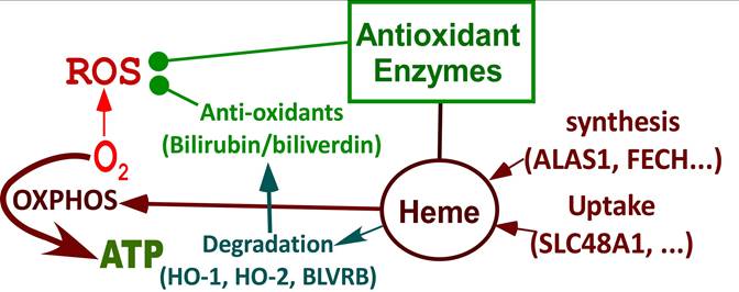 Int J Biol Sci Image