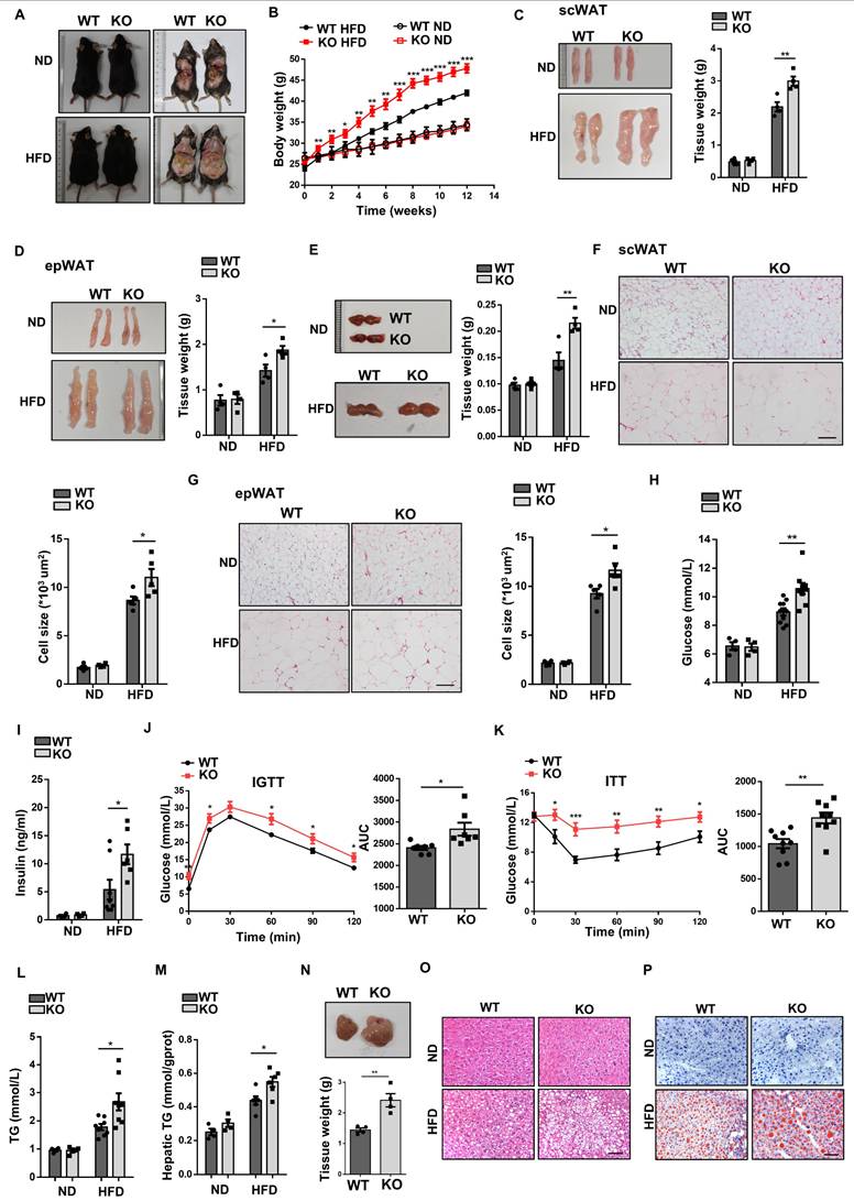 Int J Biol Sci Image