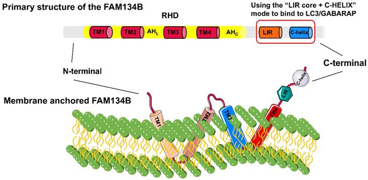 Int J Biol Sci Image