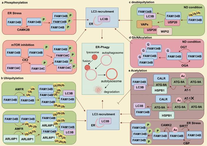 Int J Biol Sci Image
