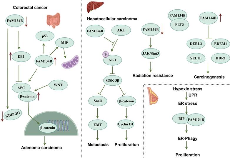 Int J Biol Sci Image